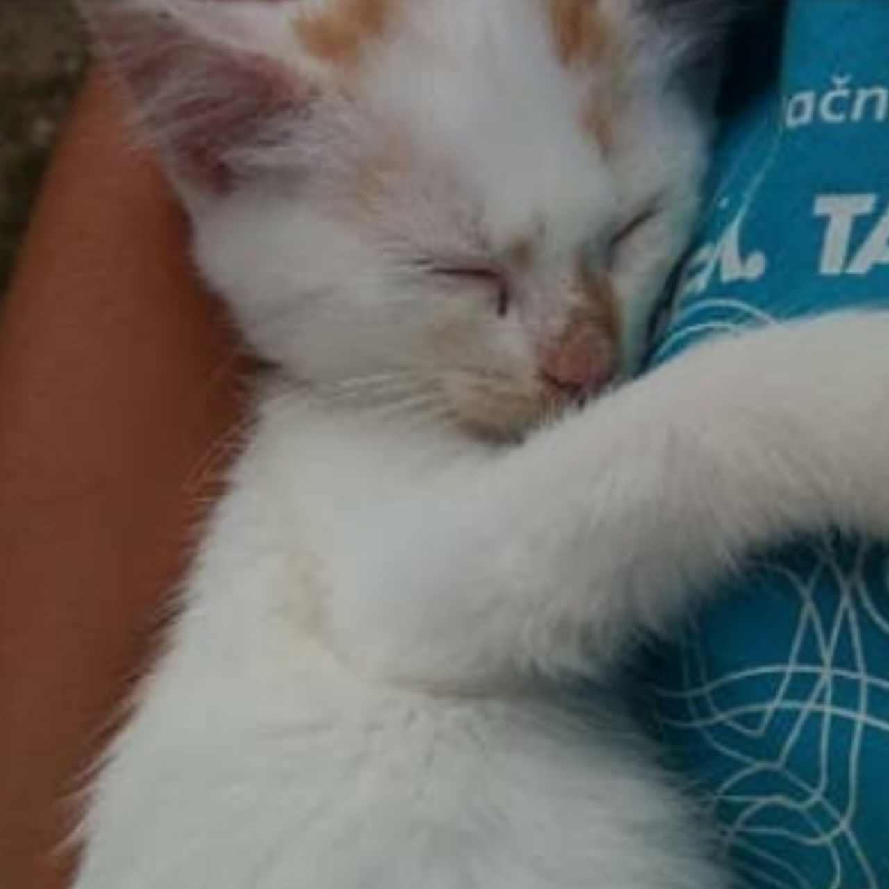 Pomozte nám nakrmit kočky bez domova