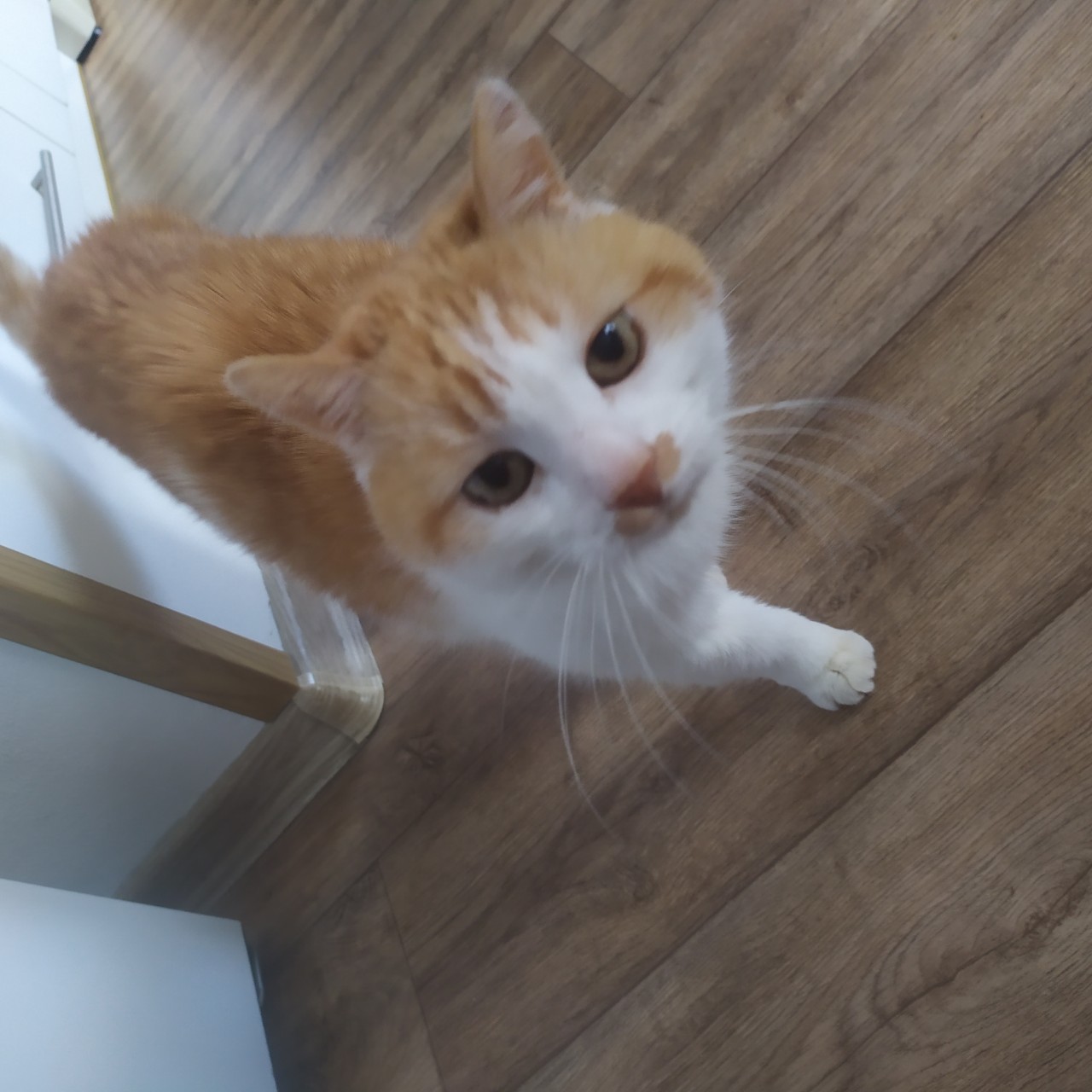 Pomoc pro nemocného Macíčka