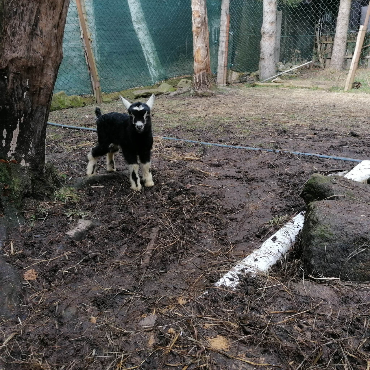 Pomohli jste malé kozí farmě