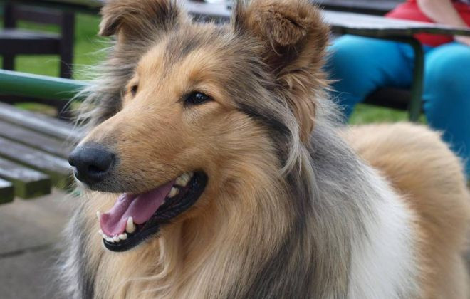Azylu Destiny Pet dochází peníze na krmivo