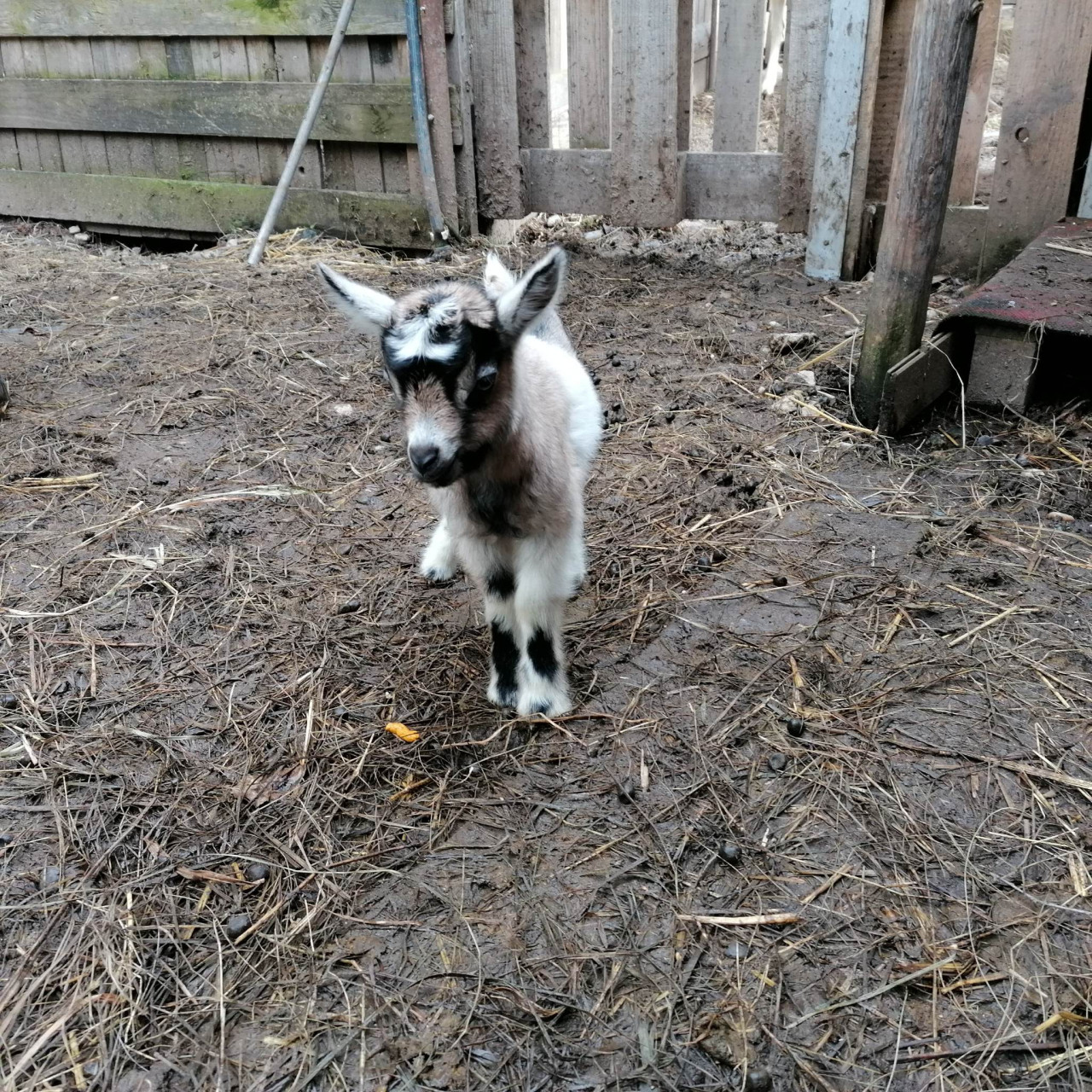 Pomohli jste malé kozí farmě