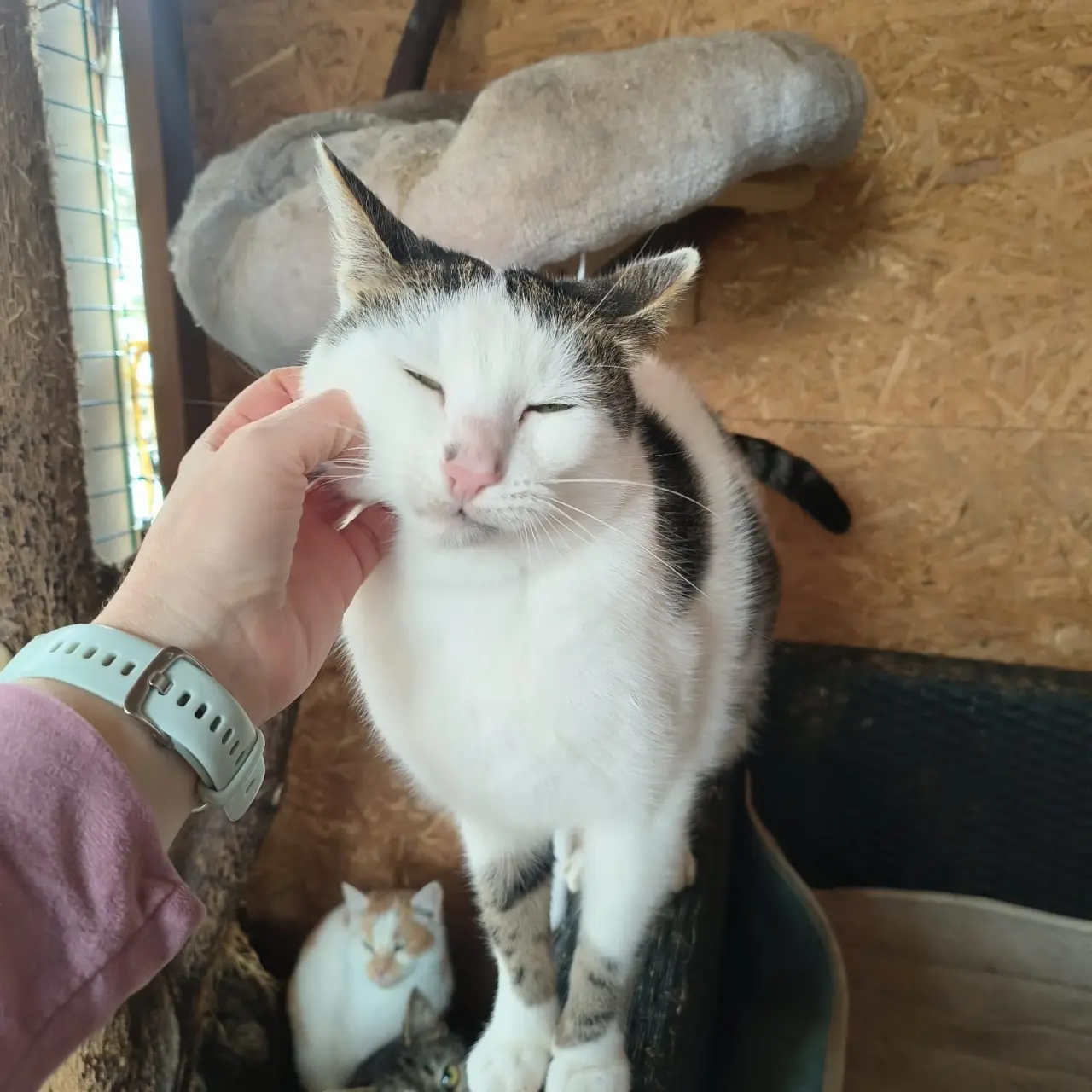 Pomohli jste uhradit veterinární péči pro kočičky z Kočičího štěstí, z.s.