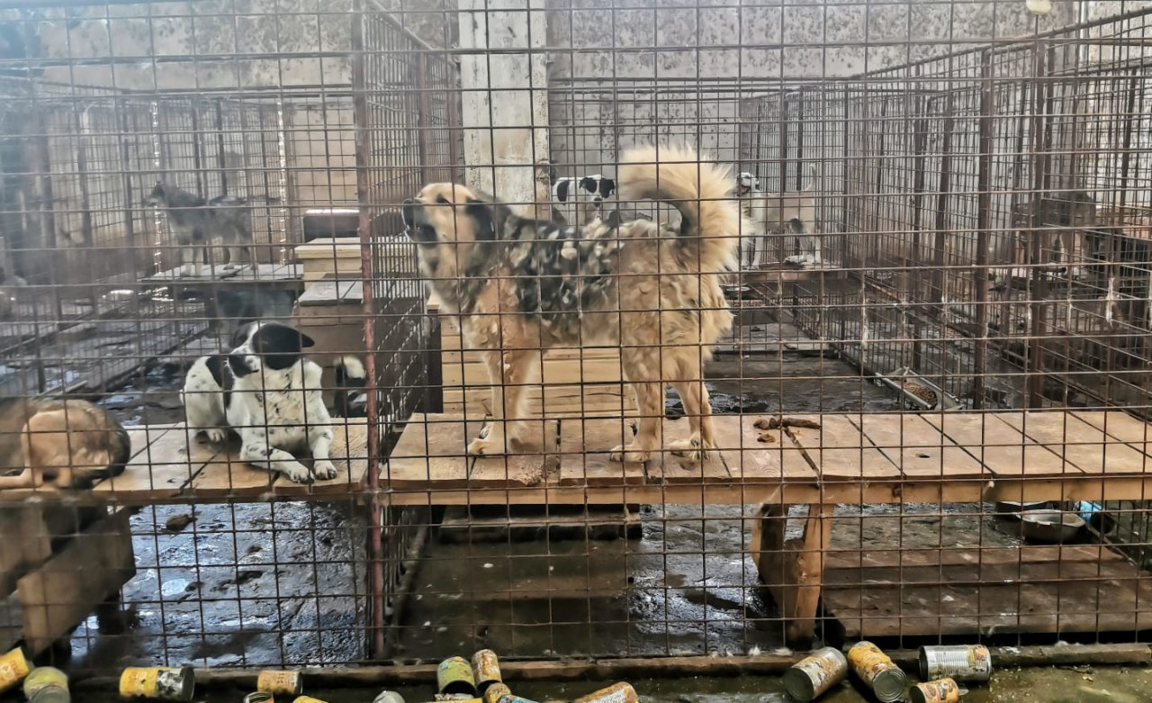 Pomohli jste zastavit utrpení rumunských pejsků