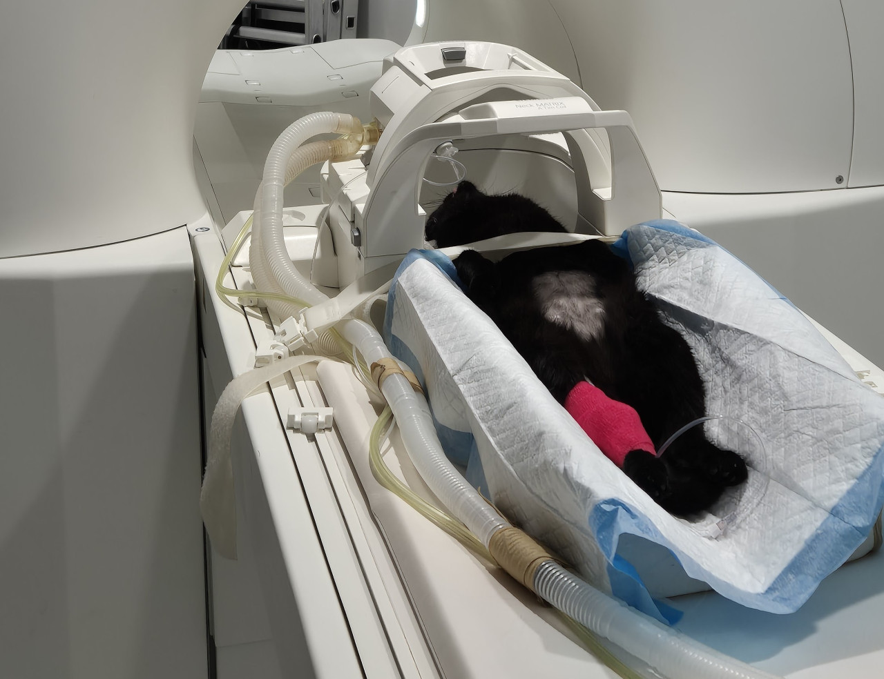 Vyšetřili jste Amy s epileptickými záchvaty pomocí magnetické rezonance