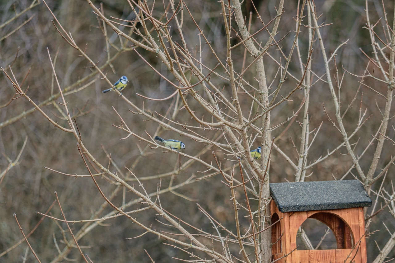 Ptačí koutek - místo pro volně žijící ptáky