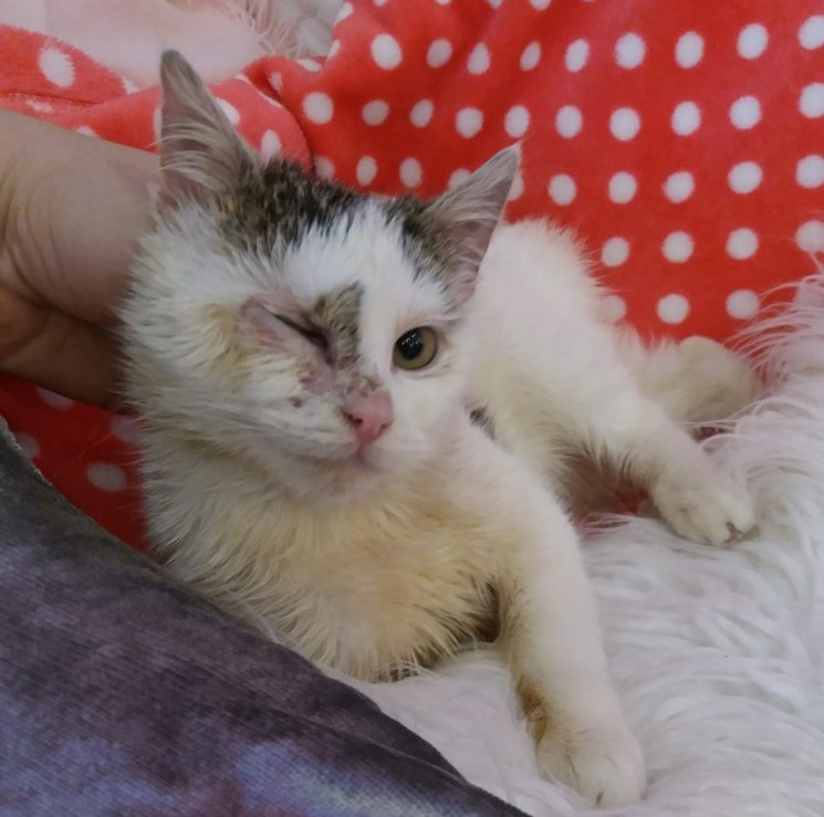 Přispějte na veterinární péči pro opuštěná zvířátka