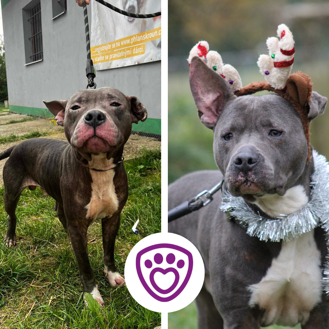 Pomoc útulku Pet Heroes Lanškroun