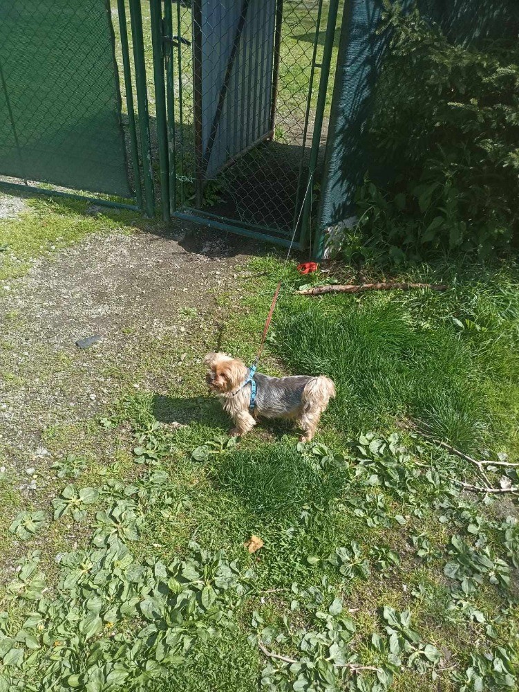 Pomohli jste přispět na opravu poničeného areálu psího útulku