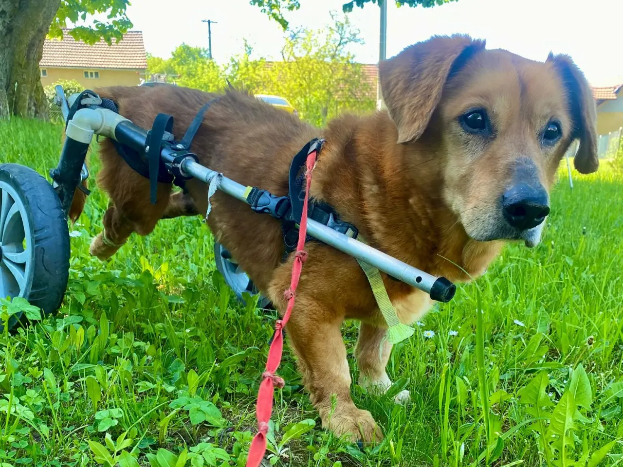 Veterinární diety pro pejsky v útulku