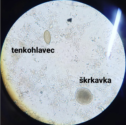 Šance na život pro nemocná koťátka