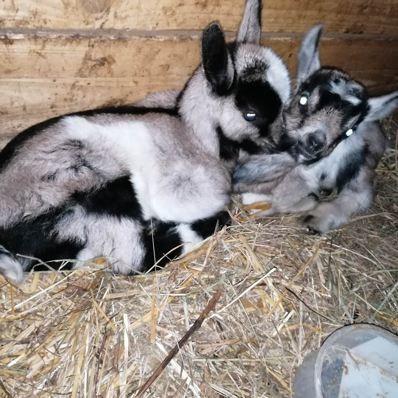 Pomohli jste malé kozí farmě