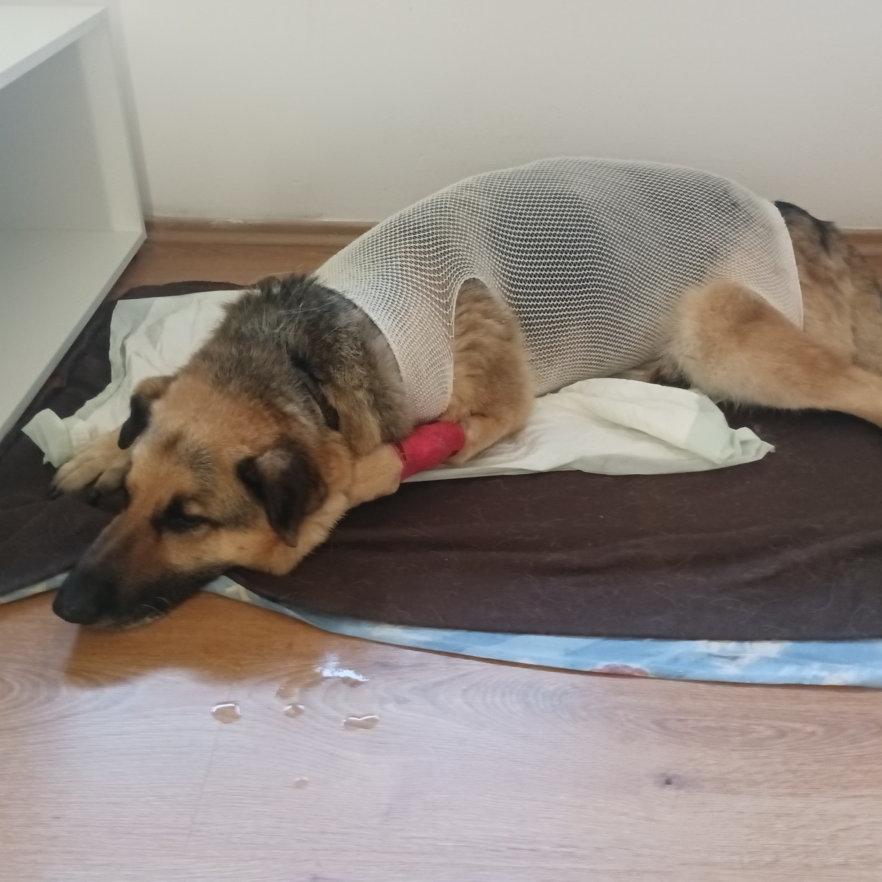 Pomohli jste Tazinkovi ke zdraví