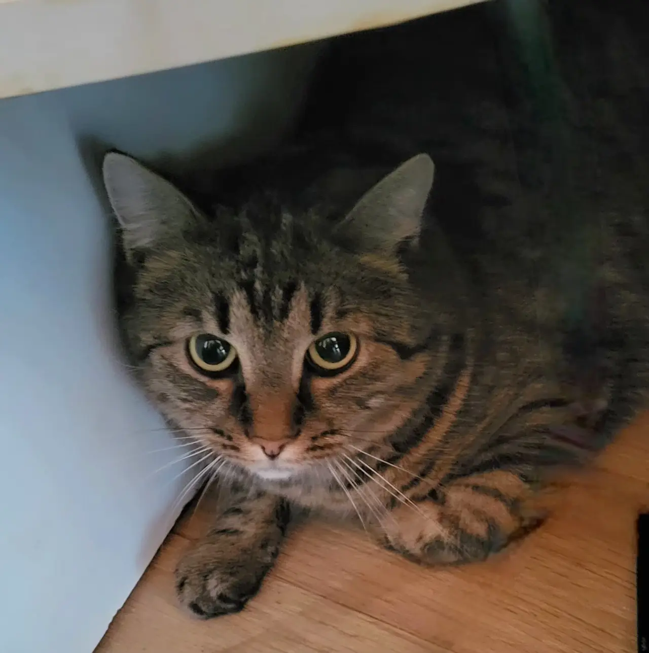 Pomohli jste uhradit veterinární péči pro kočičky z Kočičího štěstí, z.s.