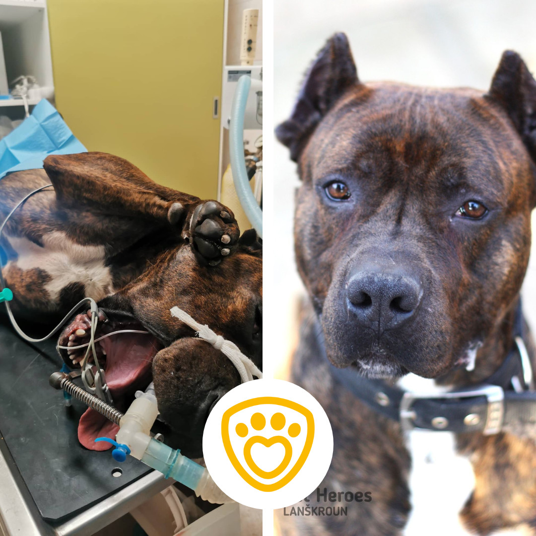 Pomoc útulku Pet Heroes Lanškroun