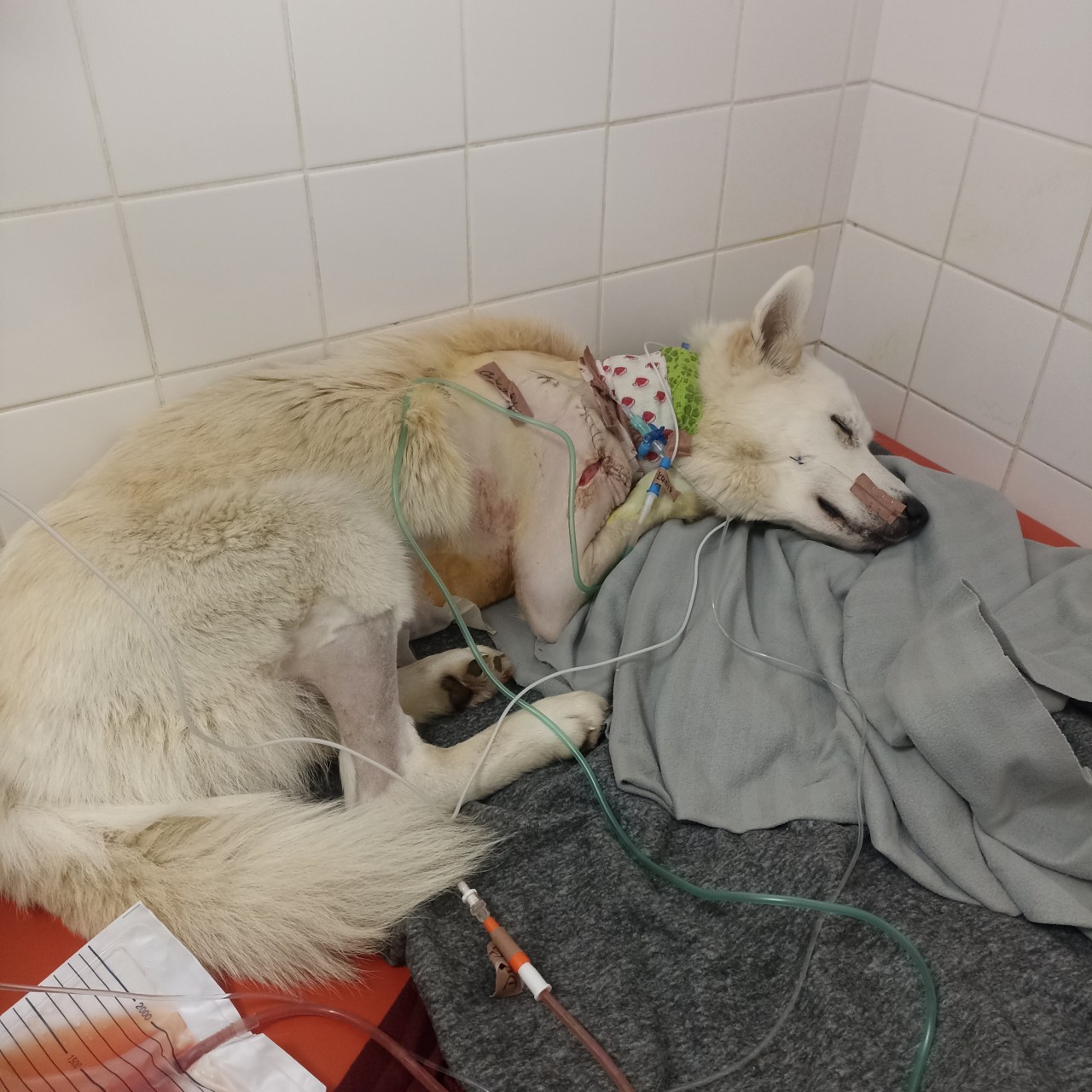 Pomohli jste Neepsovi s nákladnou léčbou a operací nohy