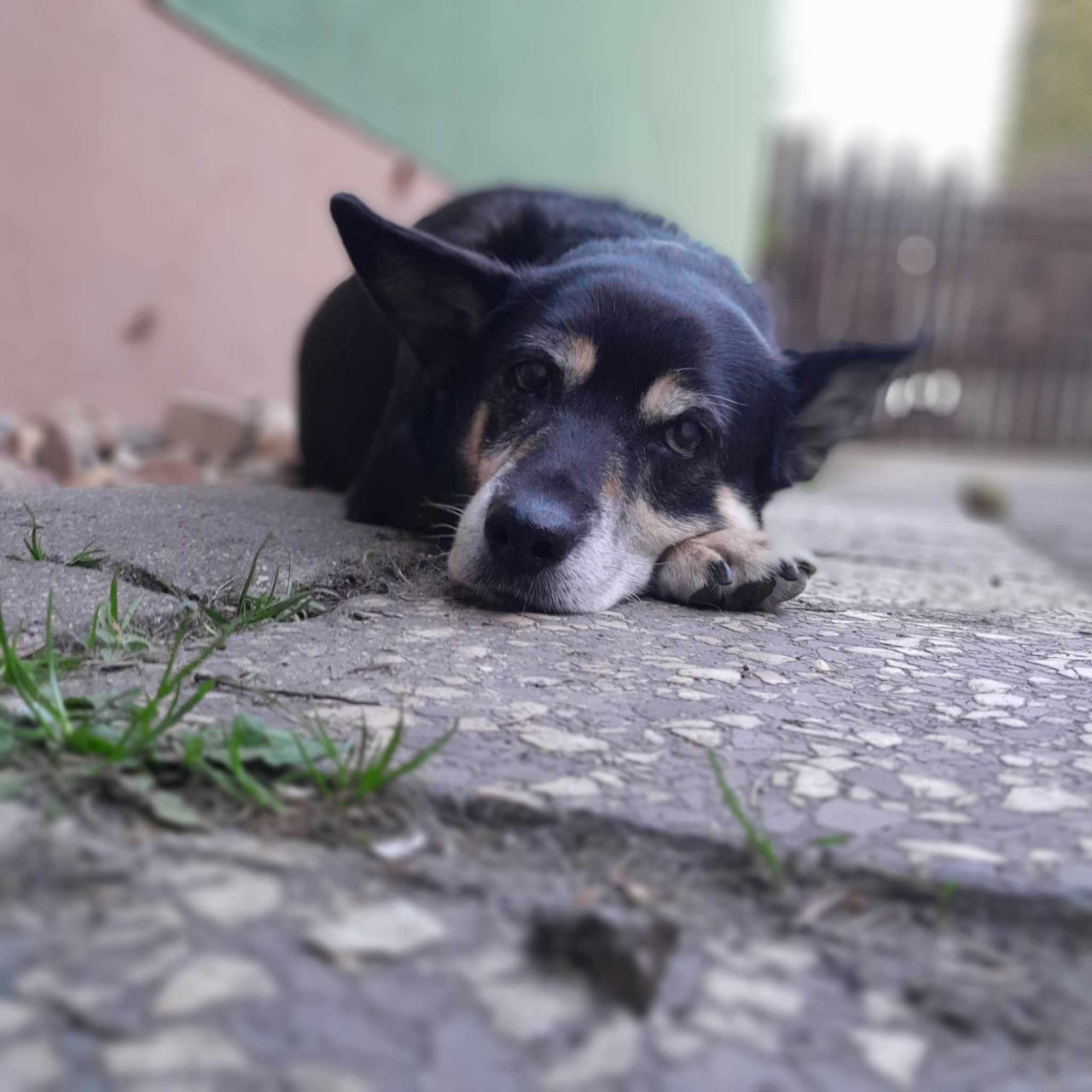 Zachránili jste statečnou Heidy