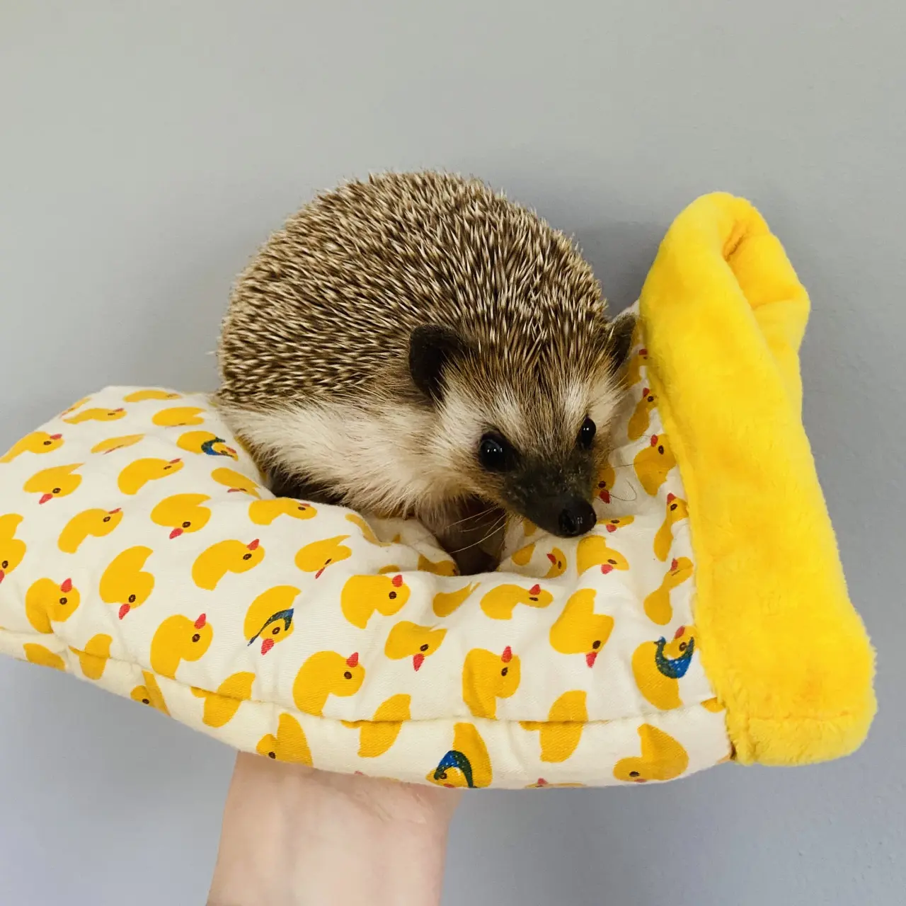 Pomozte nám uspořádat 1. Mezinárodní výstavu exotických ježků v Ústí nad Labem!
