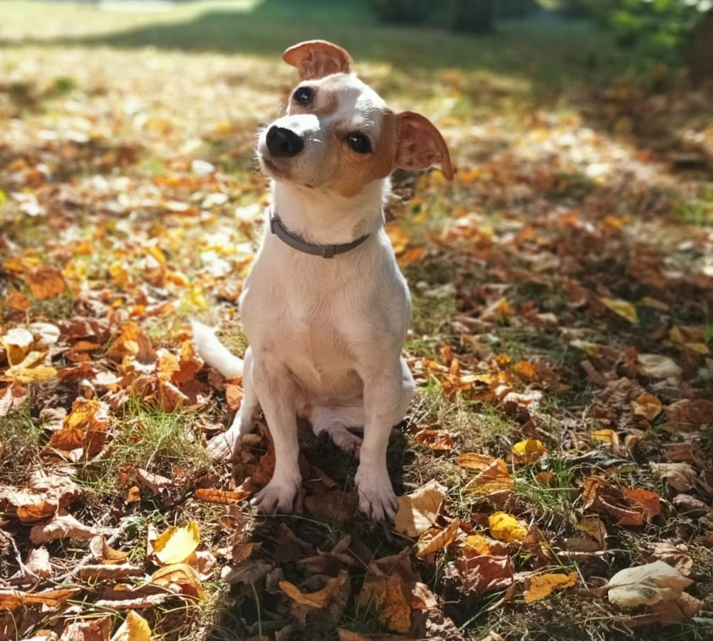 Operace a léčba pro Phoebe