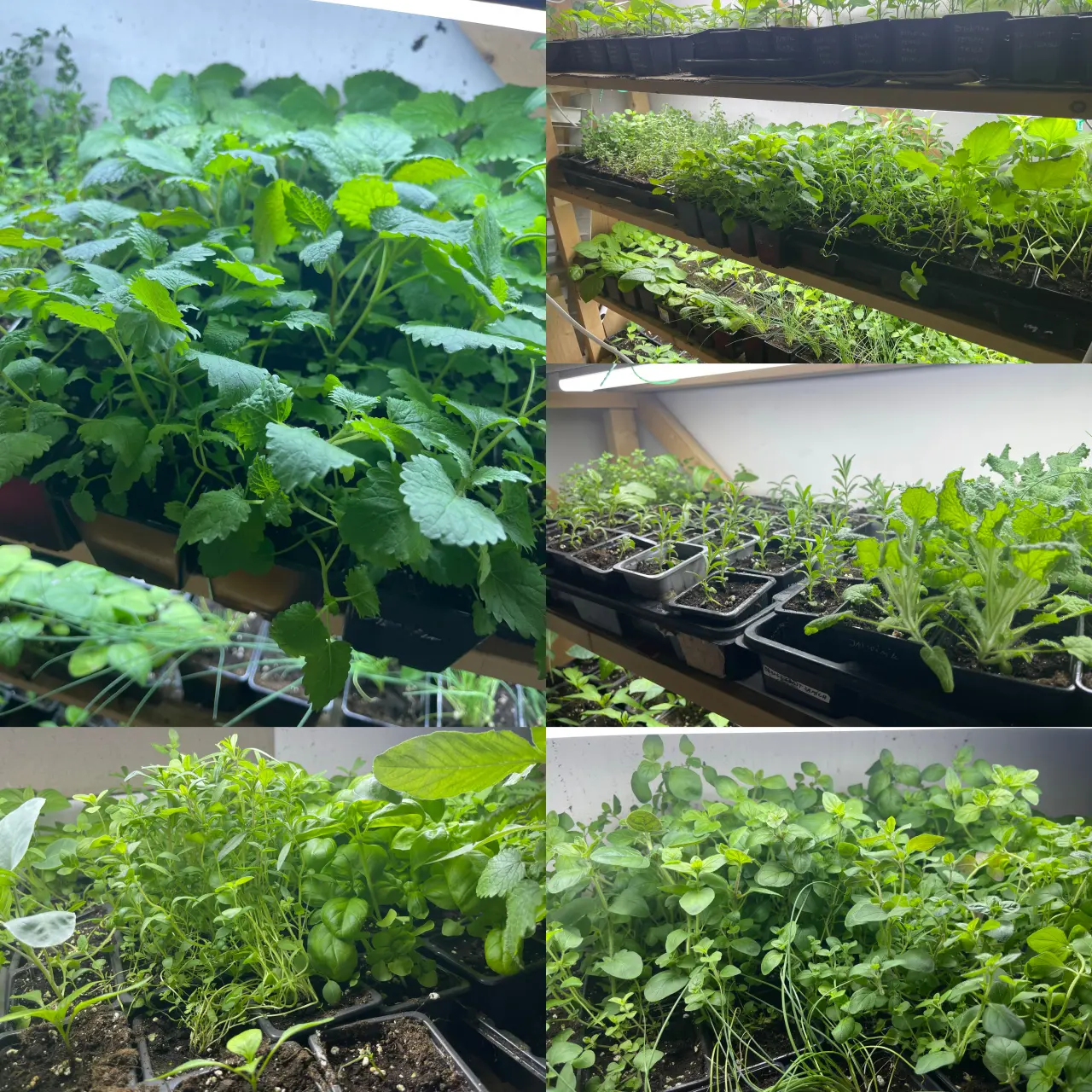 Podpořte bylinkový projekt Azeret Herbs