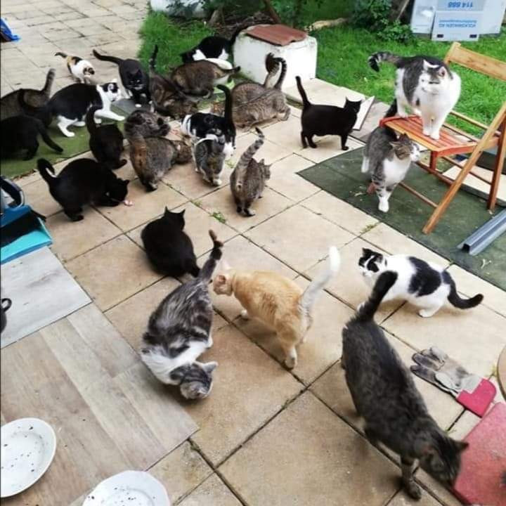 Pomohli jste kočičkám z azylu