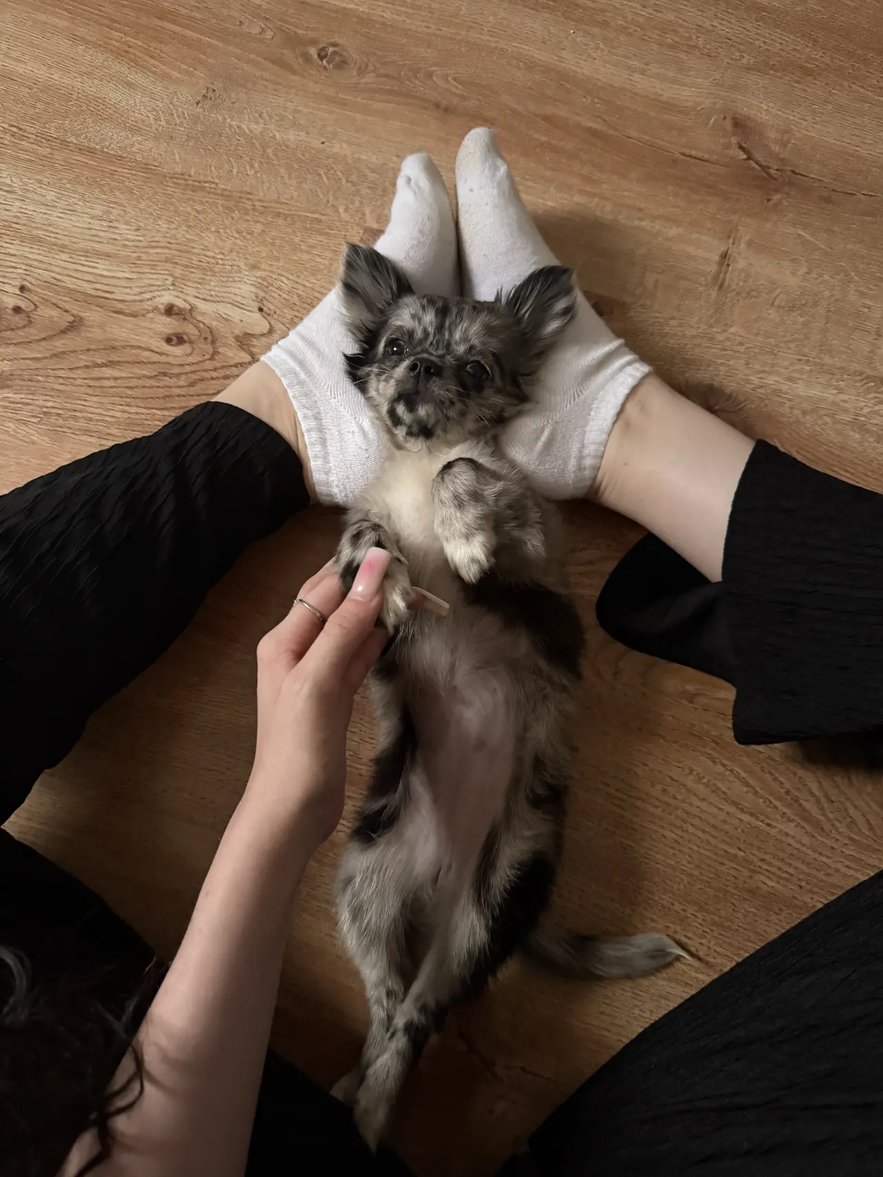 Pomozte Nixie znovu běhat