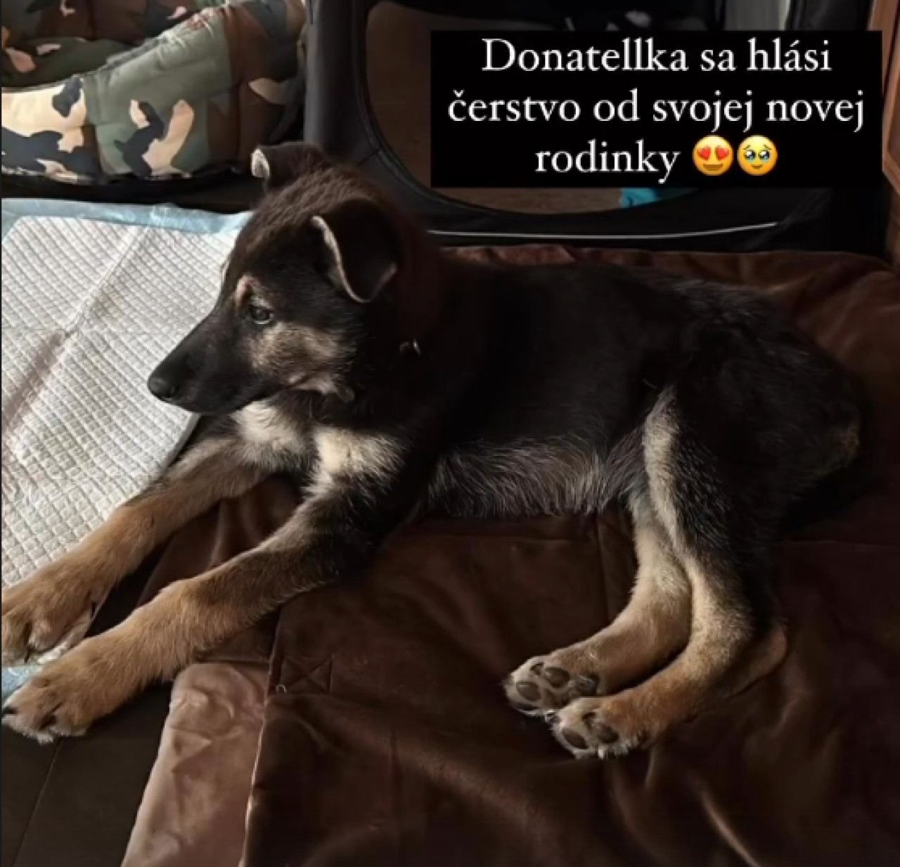 Podpořili jste FARMU HAPPY, aby mohla dále pomáhat