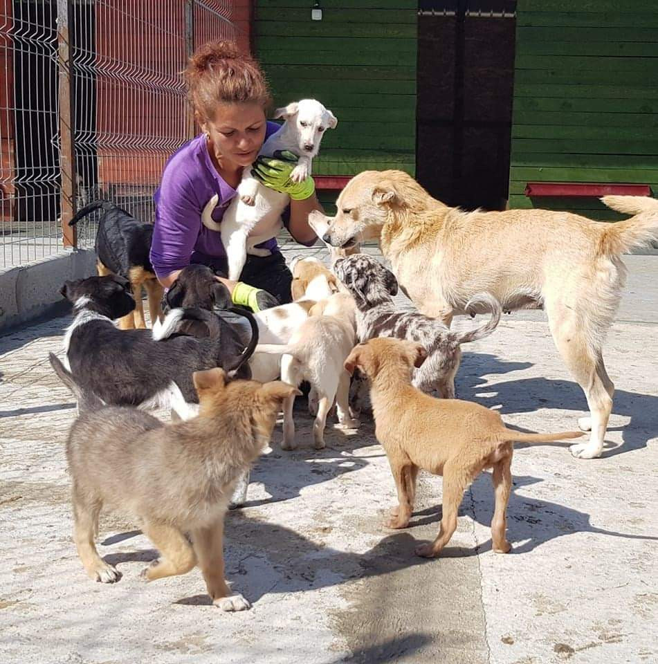 Psí záchranář v akutním ohrožení života