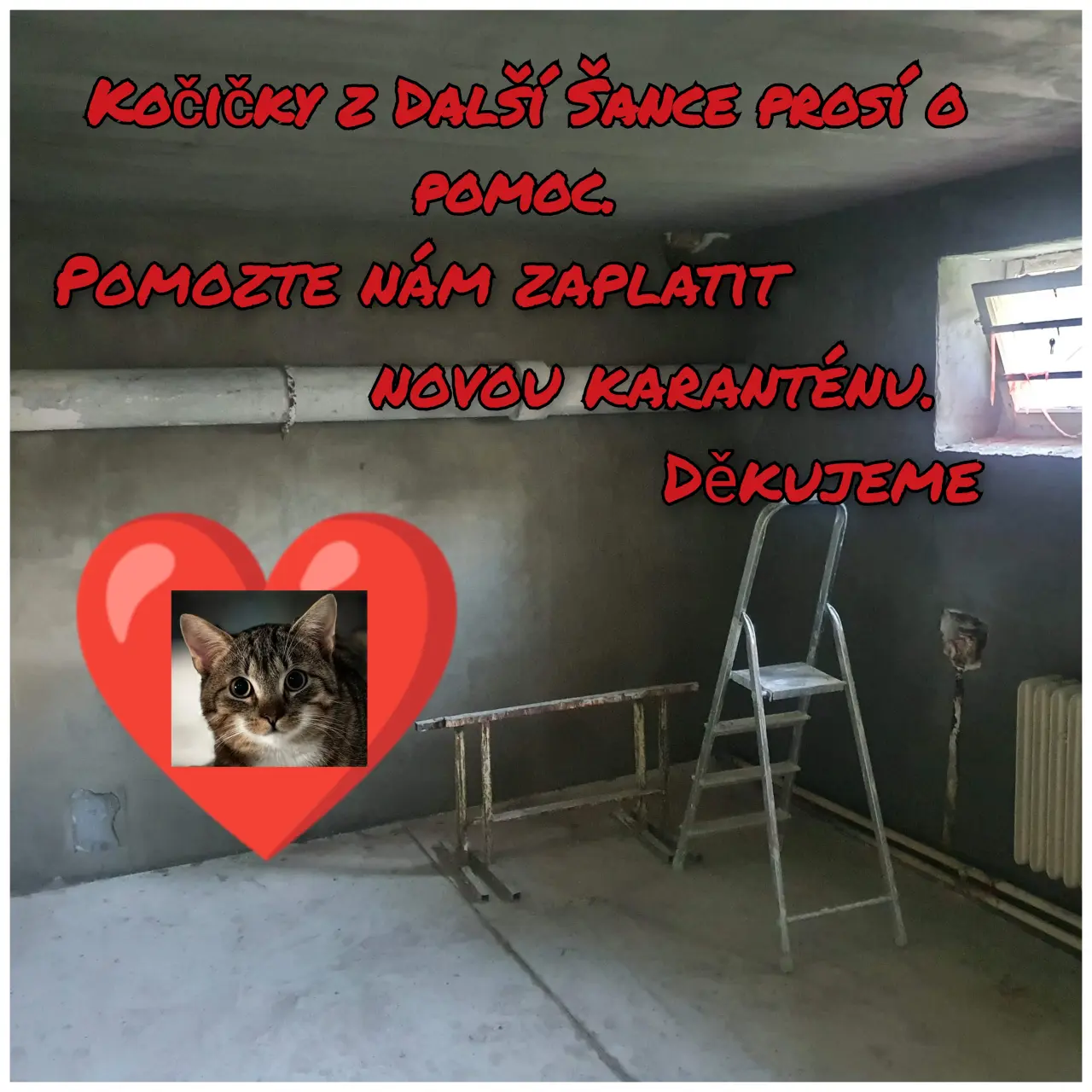 Nová karanténa pro kočičky ze Dvora Králové