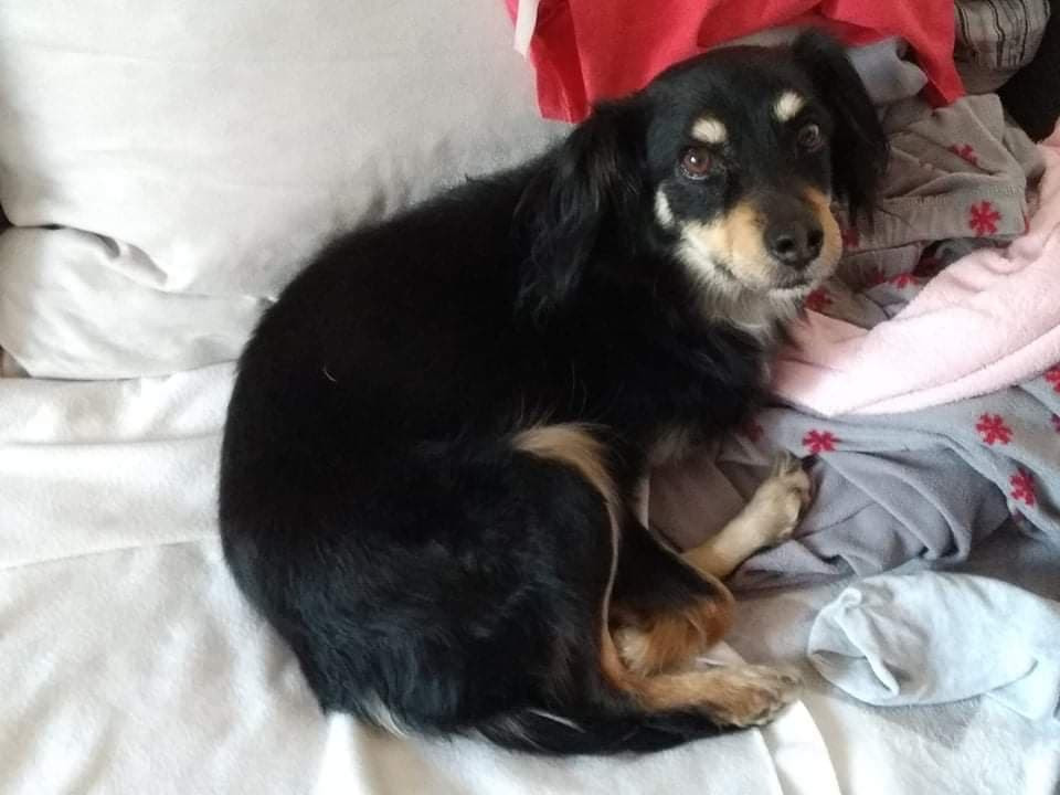 Přispějte na veterinární péči pro opuštěná zvířátka