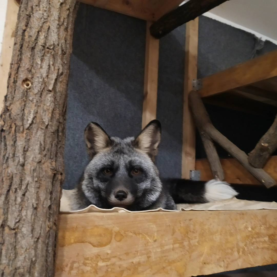 Pomozte liščím zachráněncům ke stálému ubytování