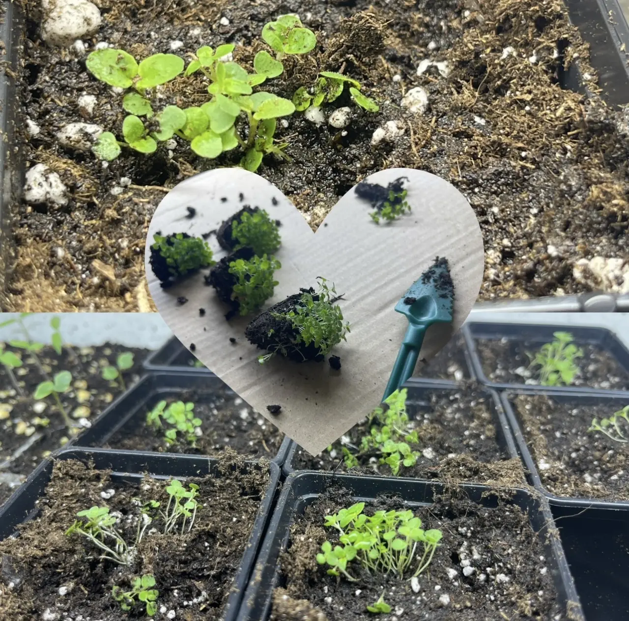 Podpořte bylinkový projekt Azeret Herbs