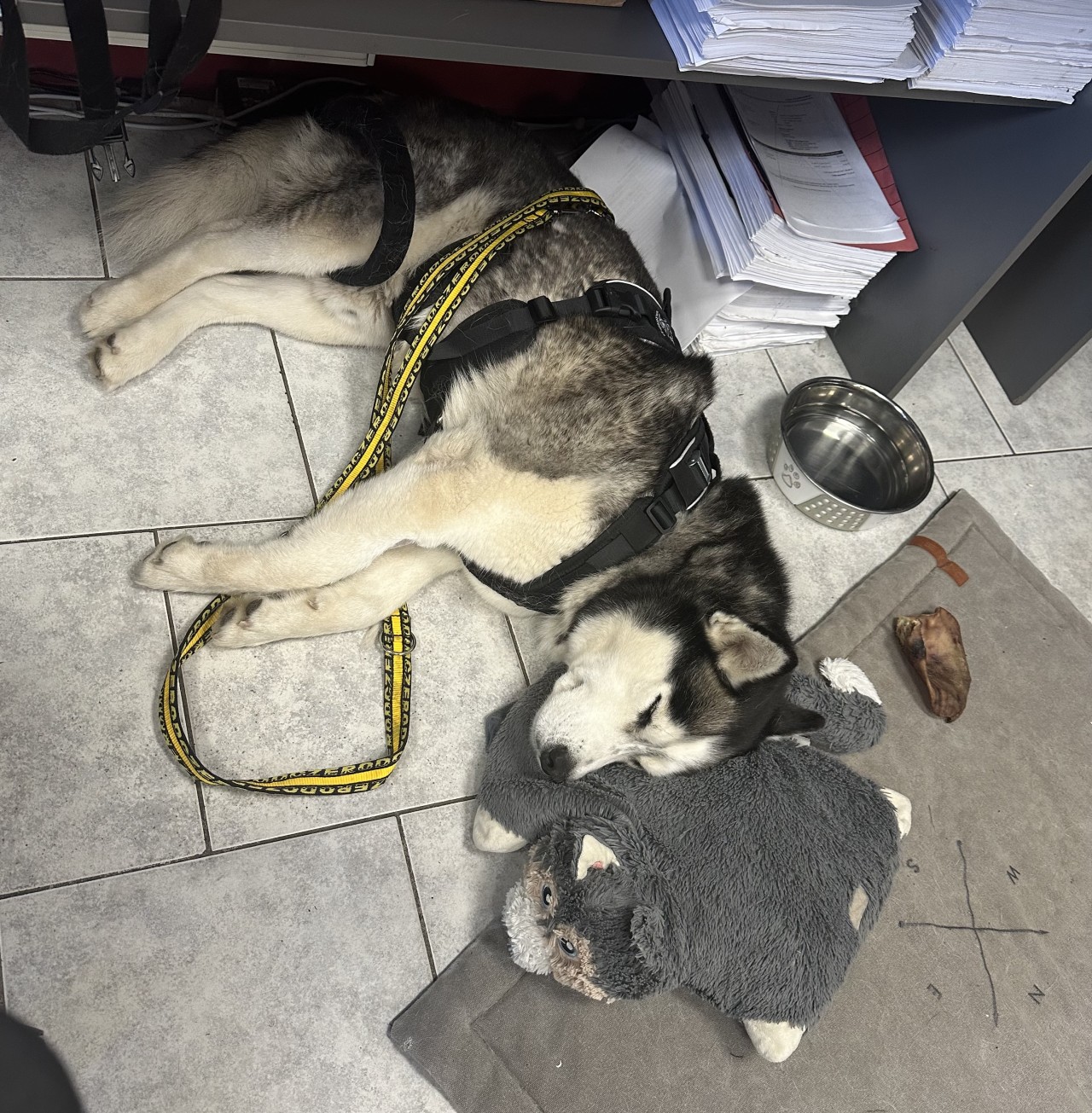 Pomohli jste, aby Šedou mohl znova na nohy