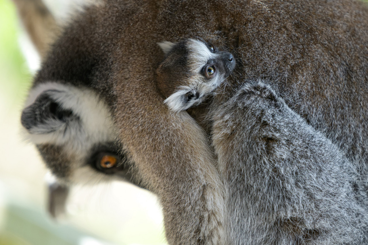 Podpořte dvojčata lemura kata, která se narodila v Zoo Praha v době karantény