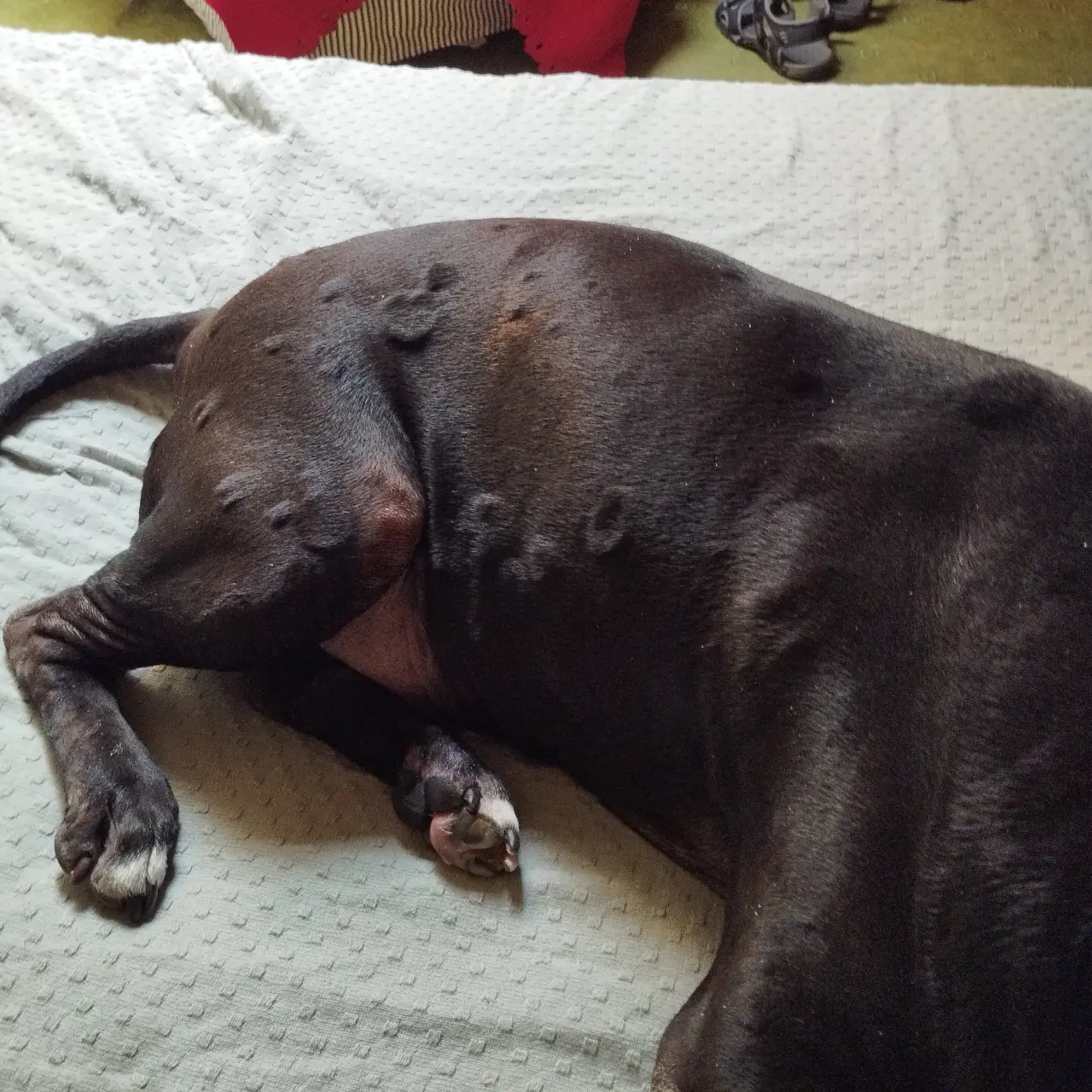 Pomozte Blackovi s agresivním melanomem