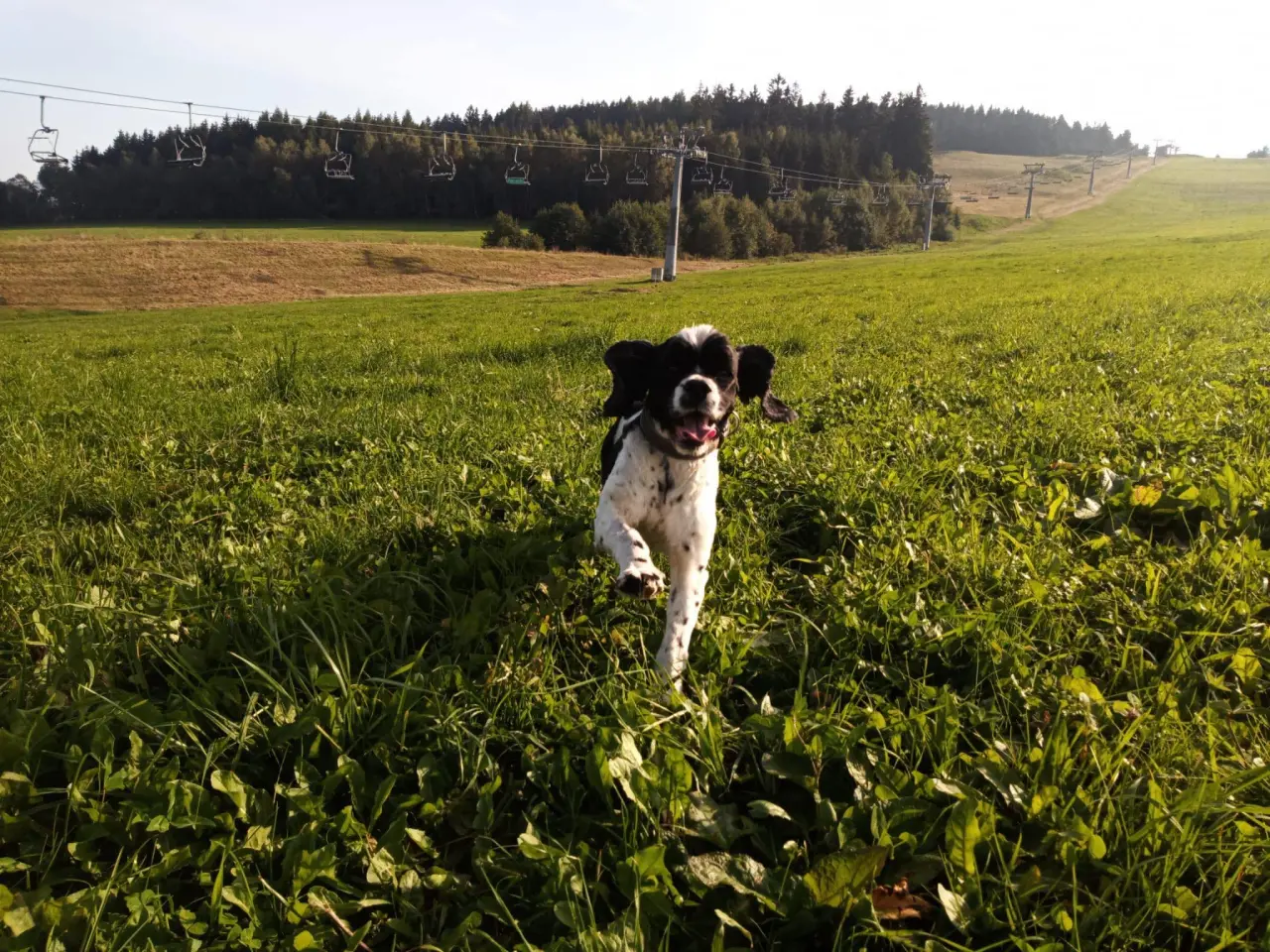 🐾 Pomozme Dubínkovi vyhrát svůj boj