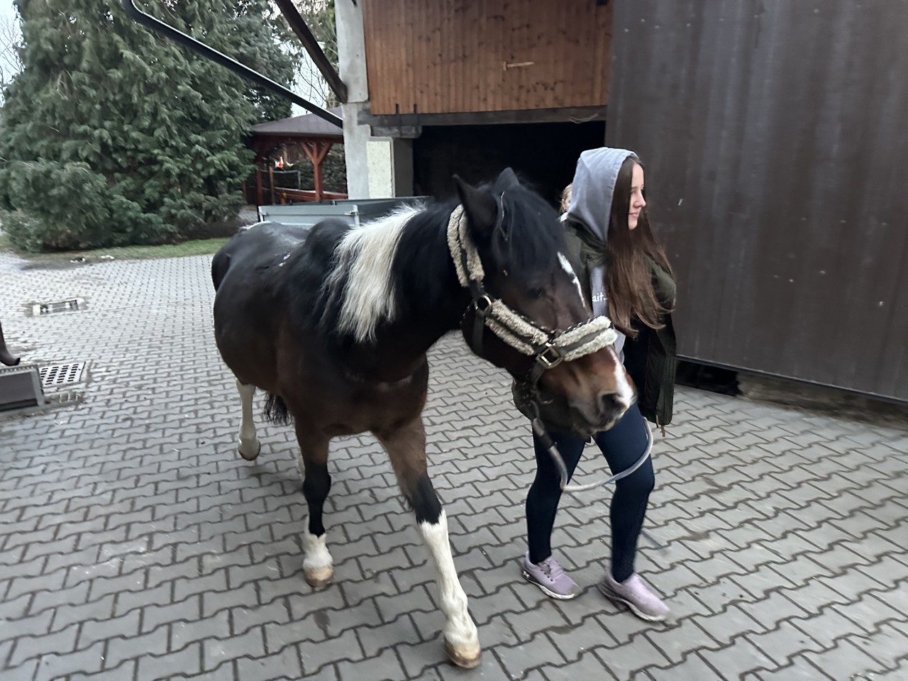 Navraťme koníka Kelima do normálního života po autonehodě