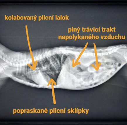Šance na život pro nemocná koťátka