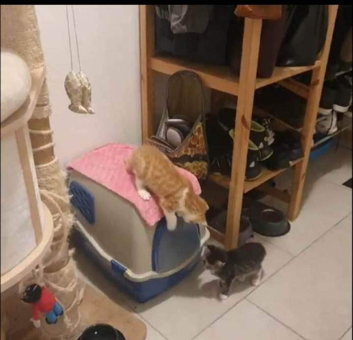 Složili jste se na stelivo pro depozitní kočičky
