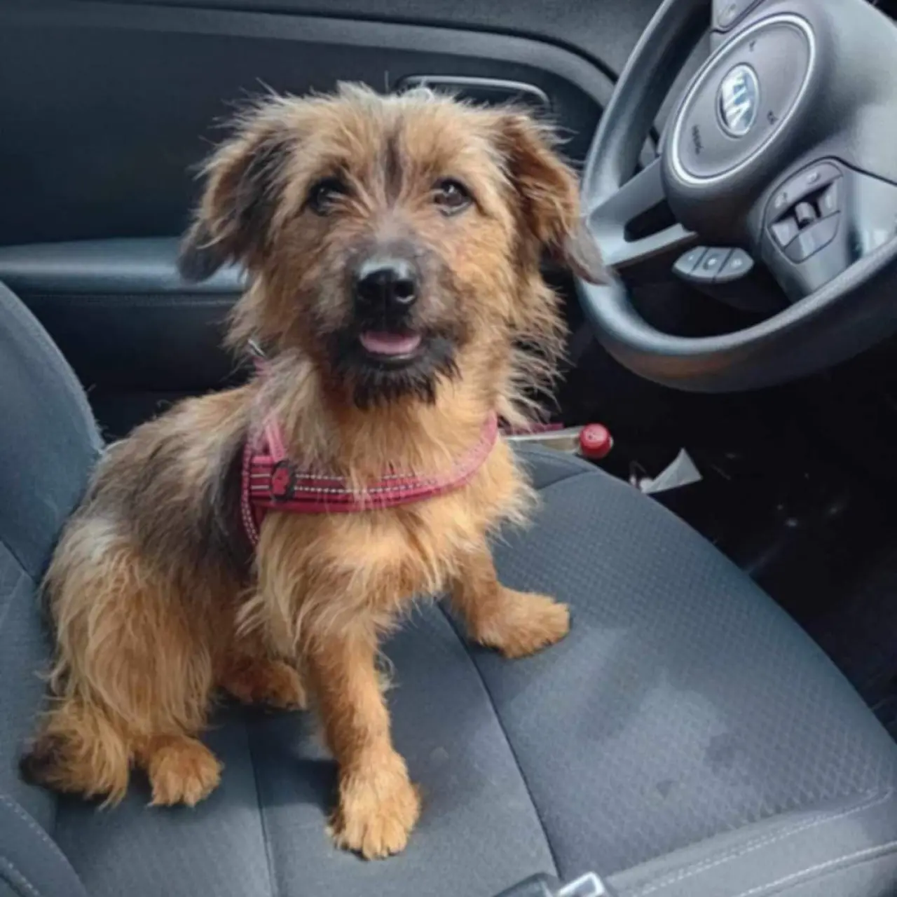 Pomohli jste pořídit útulkové auto pro zvířátka v nouzi