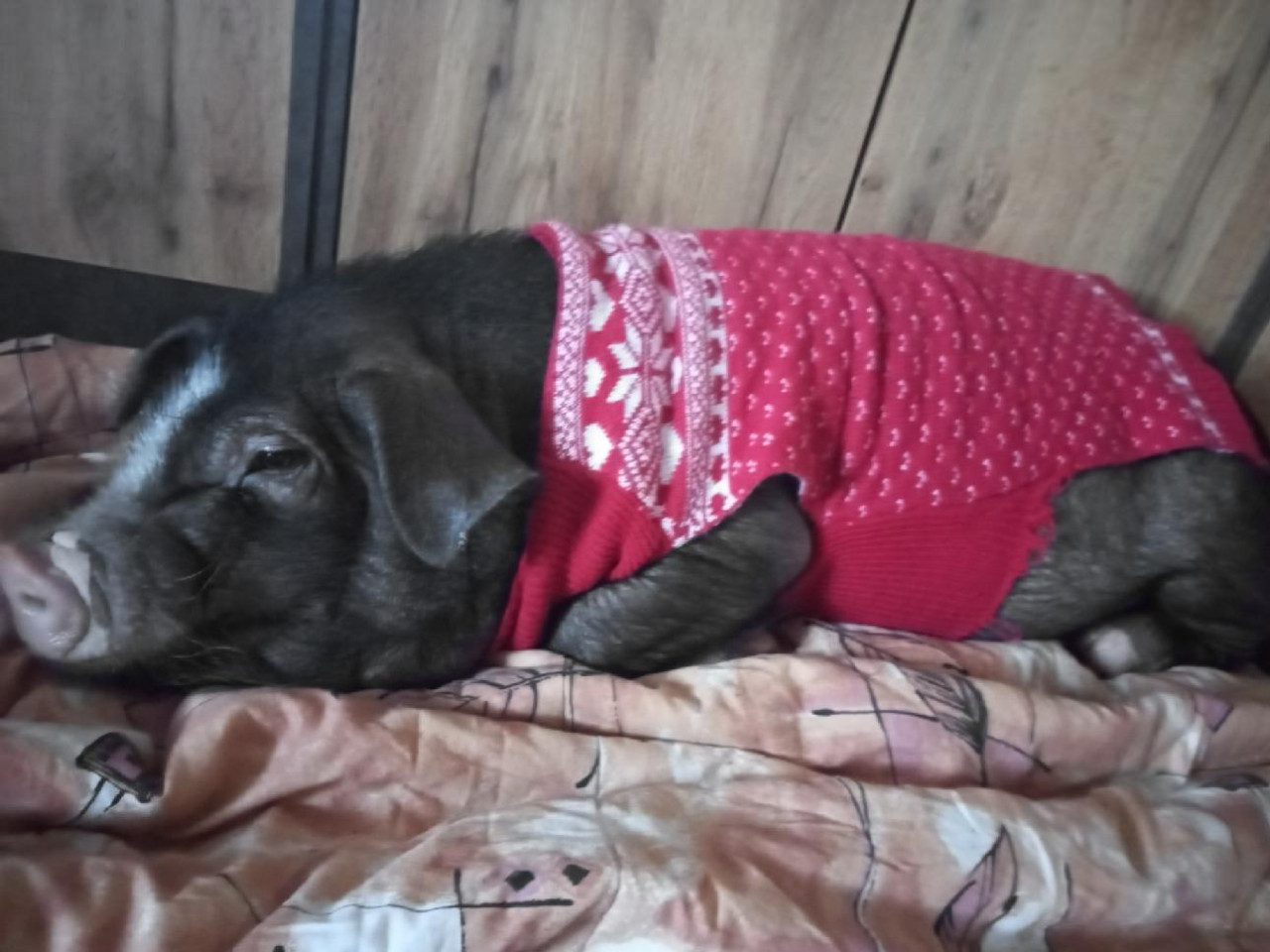 Říkají mi Vilík, ale také „prasátkový anděl, co přináší štěstí“