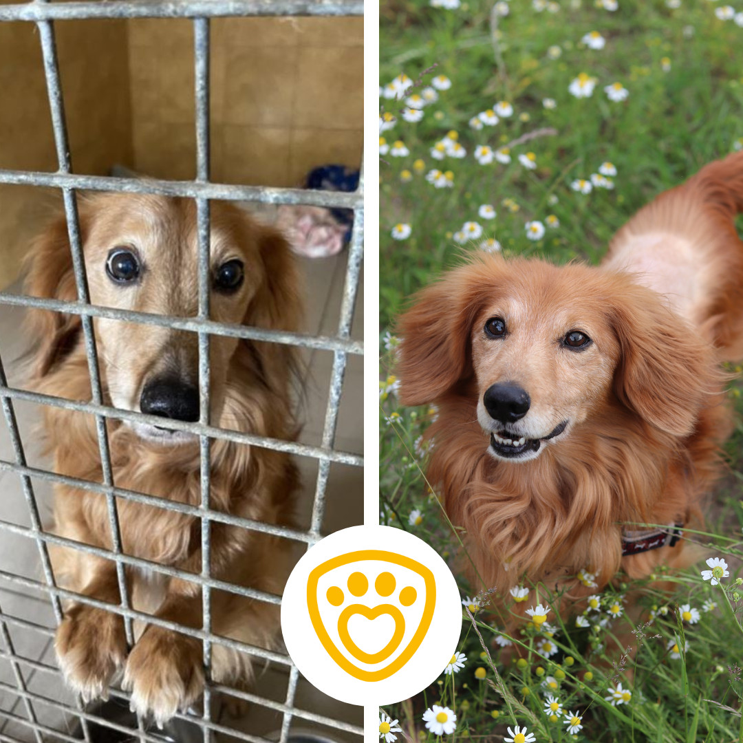 Pomoc útulku Pet Heroes Lanškroun