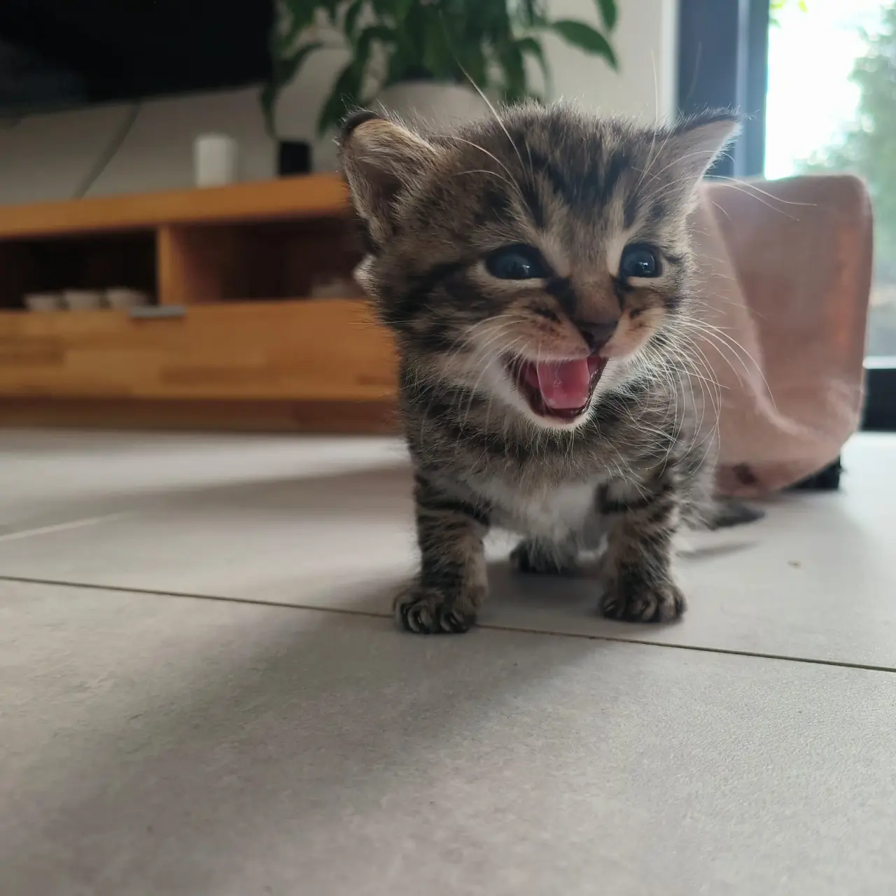 Proměňme společně kočičí svět v lepší místo 🐈