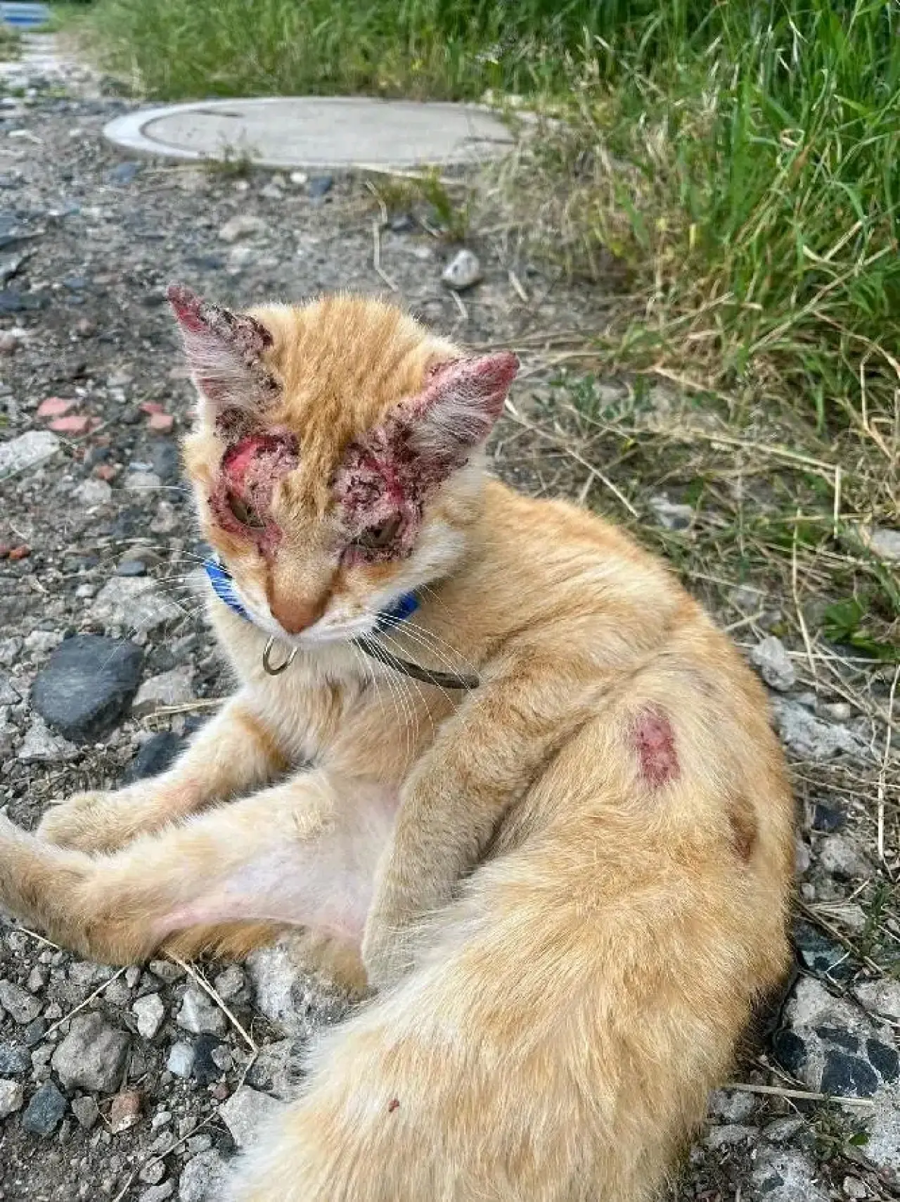 Pomohli jste dát šanci na život opuštěným kočičkám
