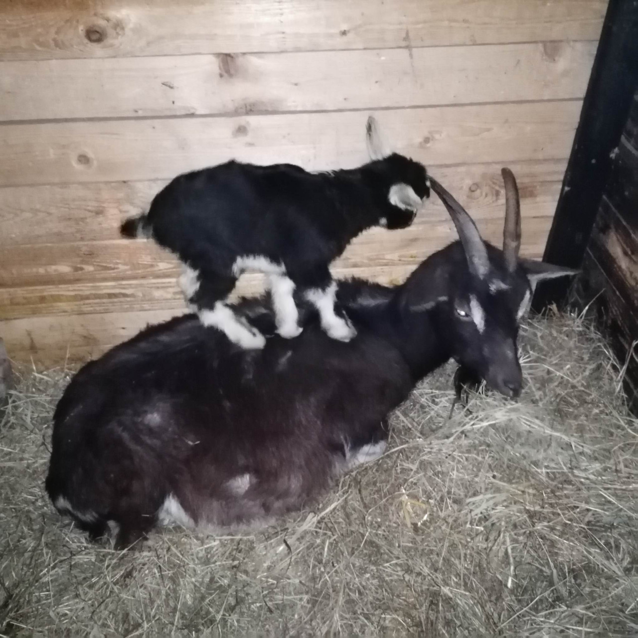 Pomohli jste malé kozí farmě