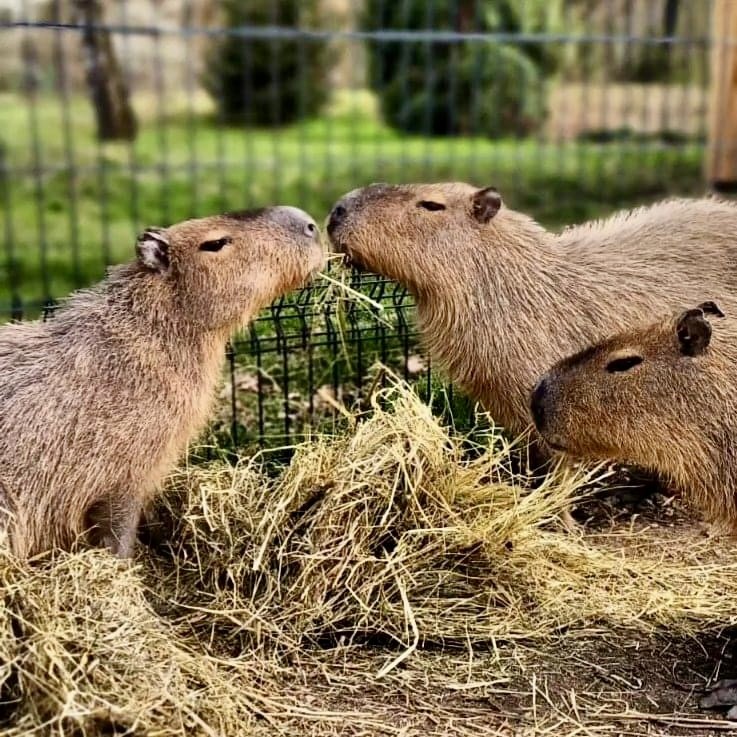 Pozvi zvíře na oběd v Animal parku Rabina