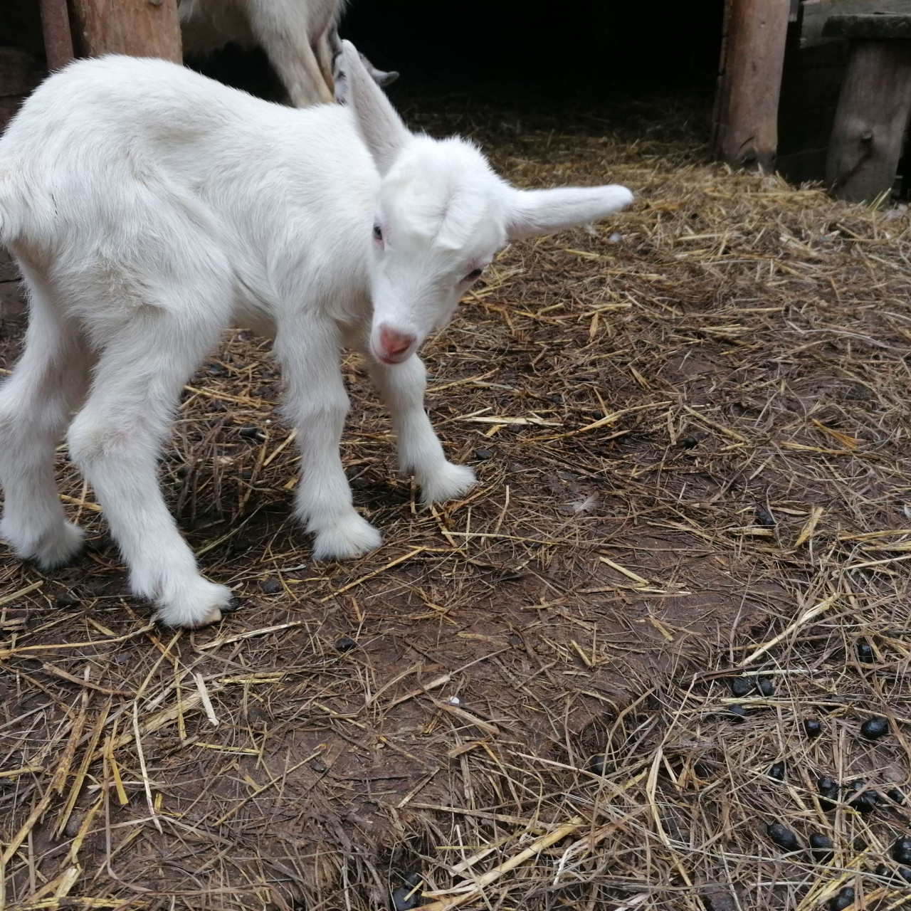 Pomohli jste malé kozí farmě