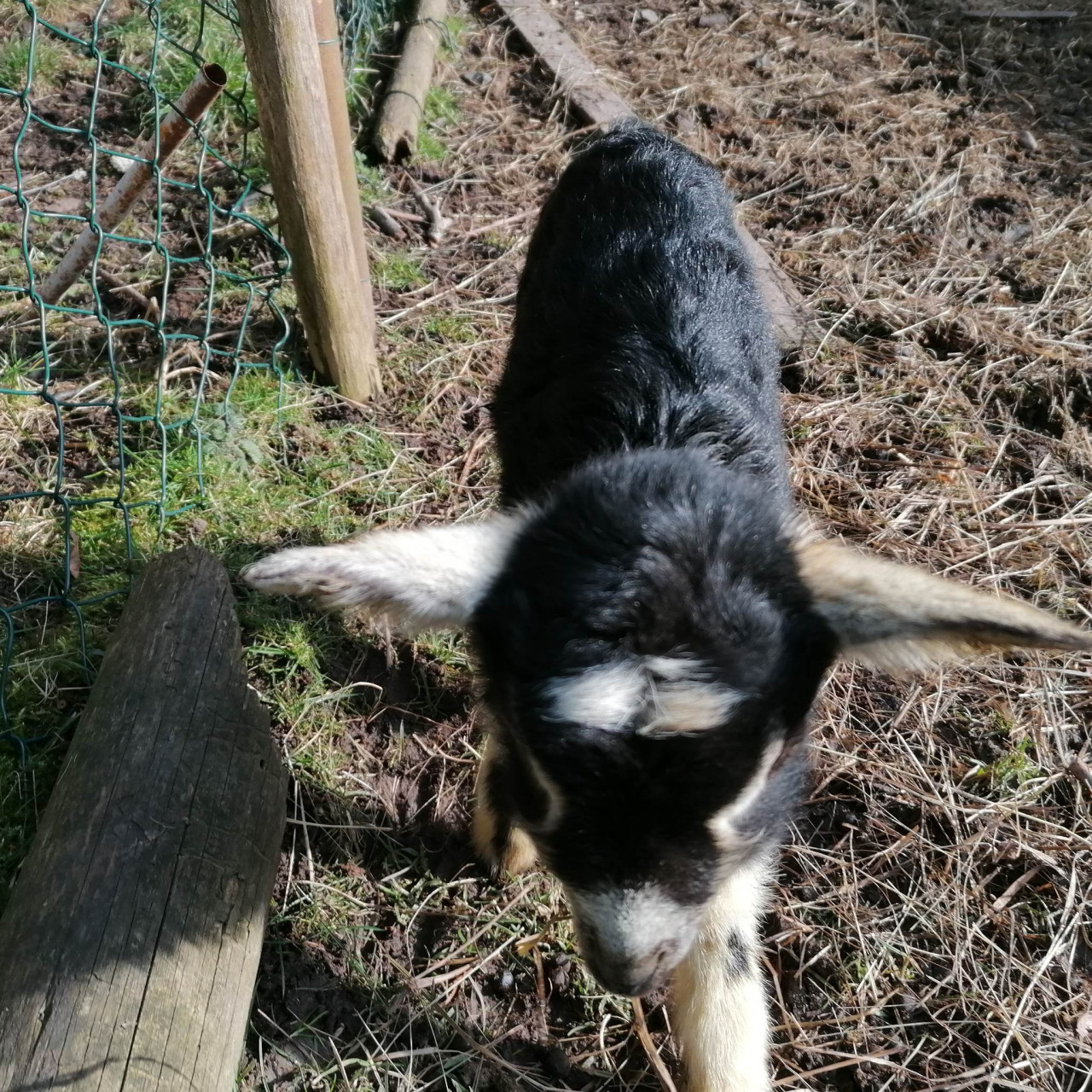 Pomohli jste malé kozí farmě