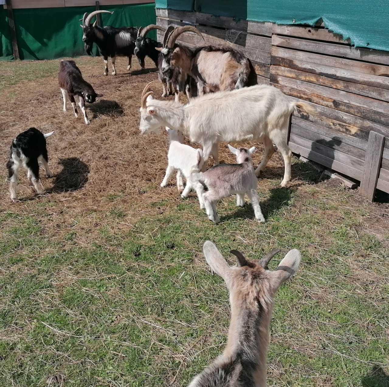 Pomohli jste malé kozí farmě