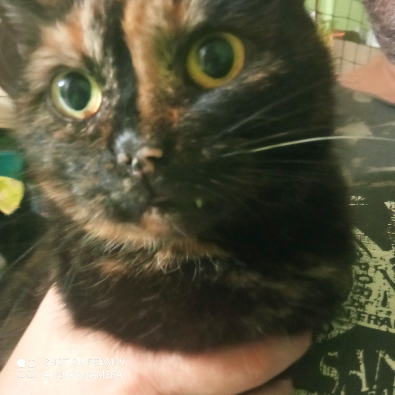 Přispěli jste na ošetření u veterináře a krmivo pro zachráněné kočičky