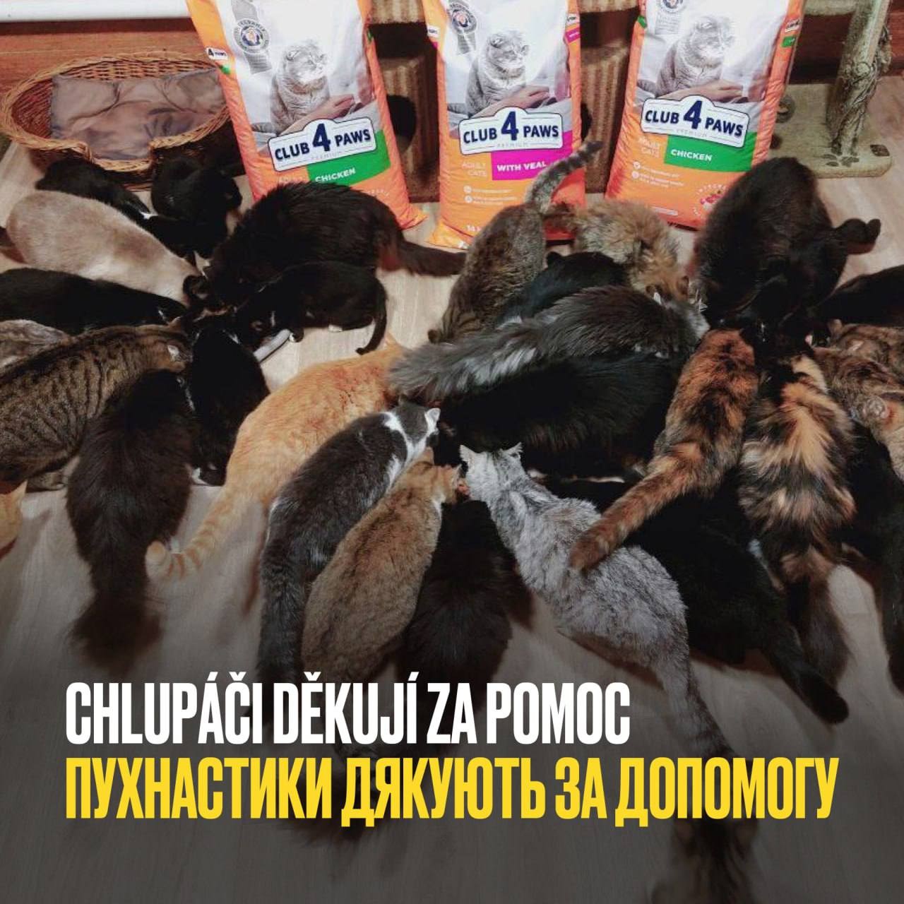 Pomoc zvířatům zasaženým válkou